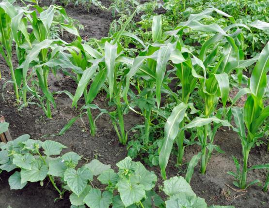 Disposition des légumes dans le jardin pour réussir la mise en place de la technique des 3 sœurs