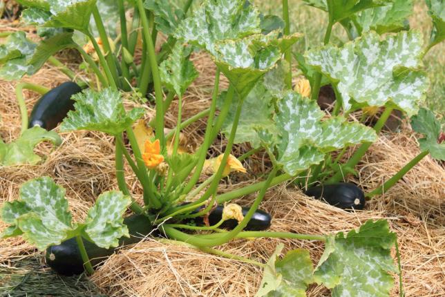 Aubergine cultivée en permaculture