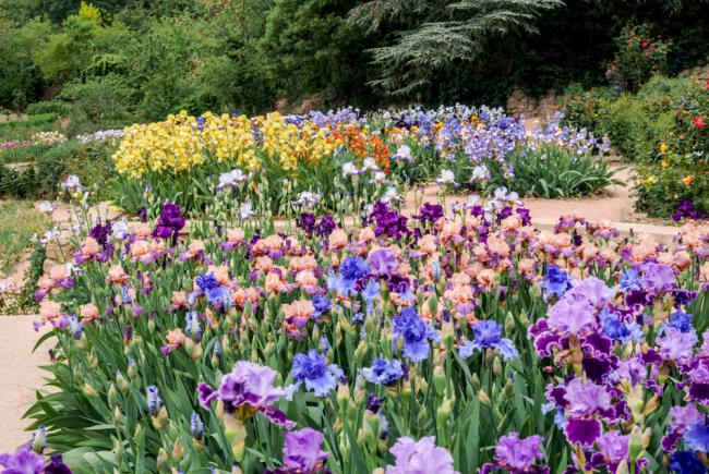 Beau jardin d'iris