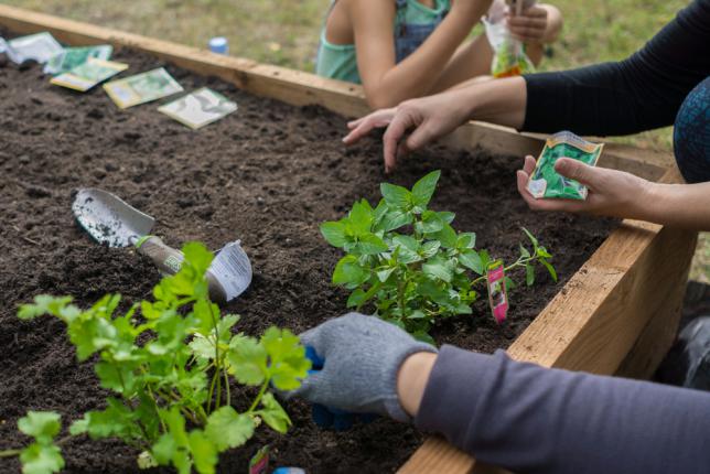 Bien choisir les légumes à planter