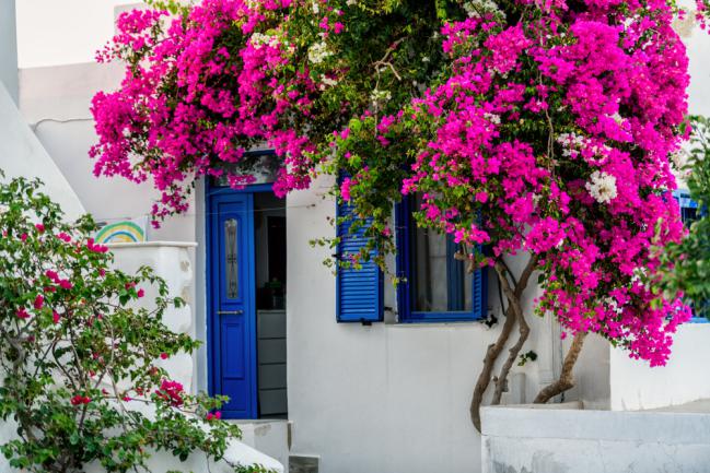 Bougainvillier grimpant fuchsia