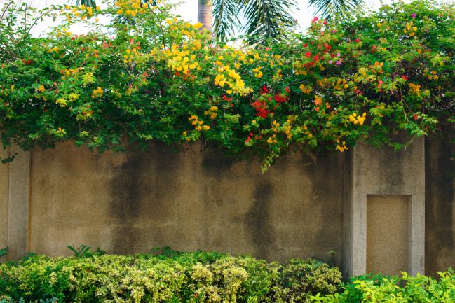 Bougainvilliers jaune et orange grimpant sur la clôture