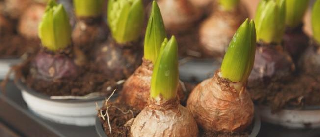 Bulbes à fleurs pour jardinage