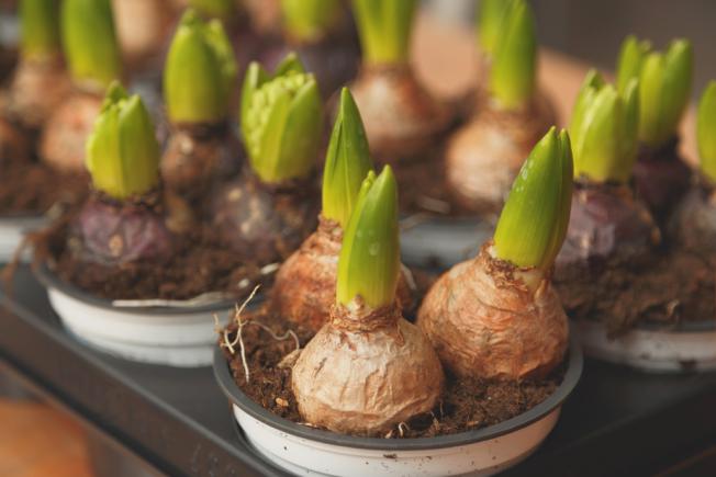 Bulbes à fleurs pour jardinage