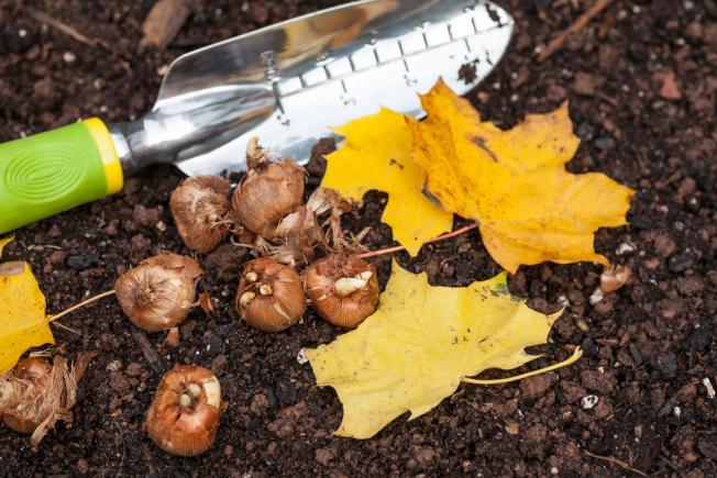 Bulbes conservés prêts à planter