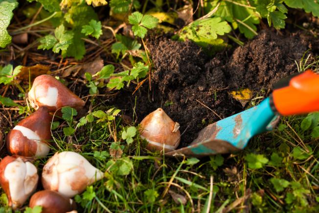 Bulbes de tulipes et de jonquilles