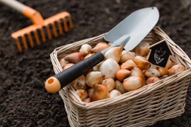 Bulbes de tulipes stockés nettoyés et préparés pour une future plantation