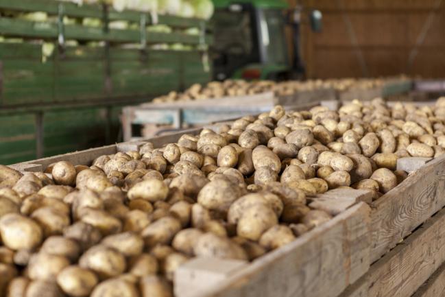 Cages en bois pour conserver les pommes de terre