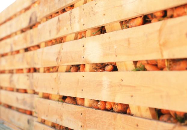 Carottes empilées dans des caissons en bois