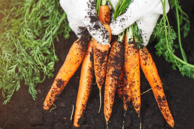 Carottes fraîchement récoltées