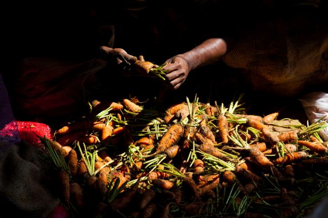 Carottes récoltées pour être conservées