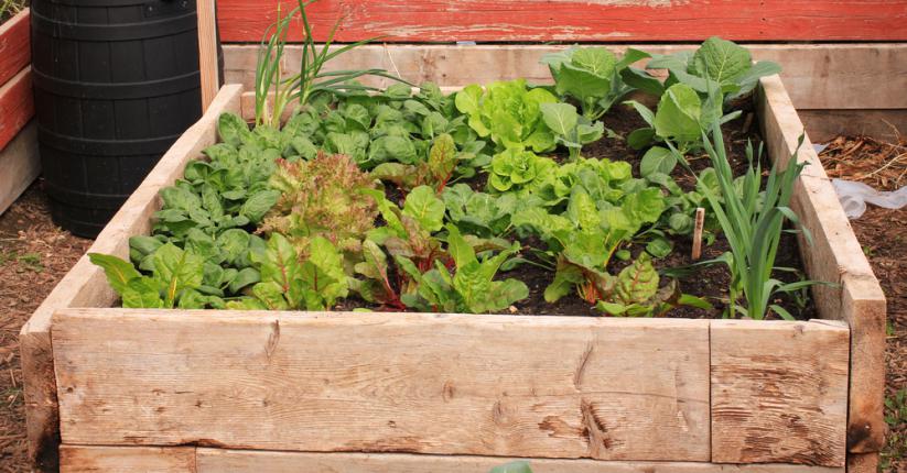 Carré potager pratiquant l'assolement