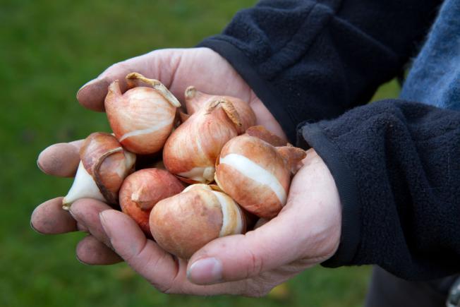 Choisir ses bulbes pour le jardin