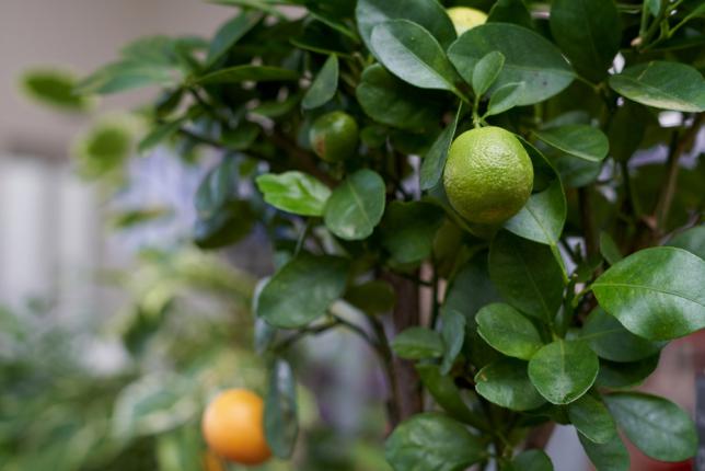 Citrus Calamondin