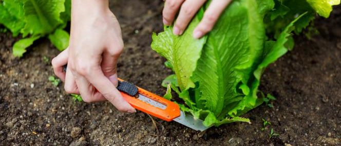 Comment couper la salade pour la récolte