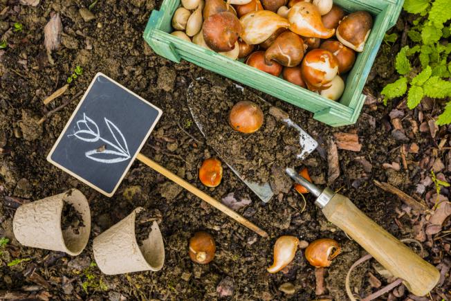 Comment planter les bulbes d'iris dans le jardin