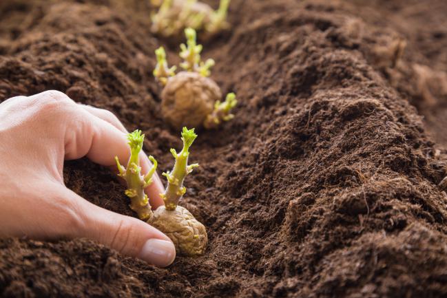 Comment planter la pomme de terre