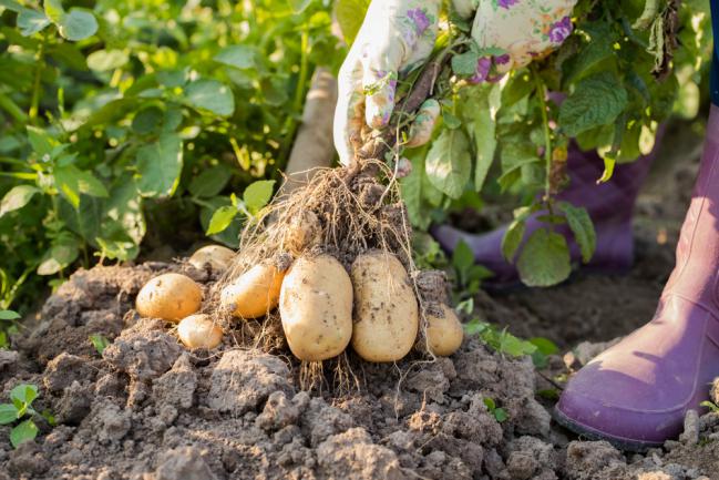 Comment récolter la pomme de terre