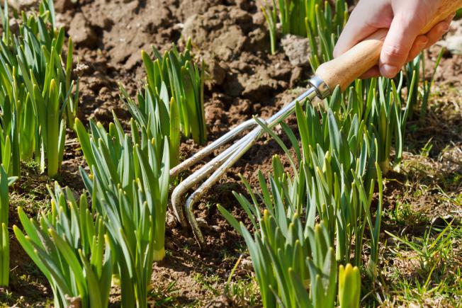 Comment s'occuper d'un jardin de tulipes