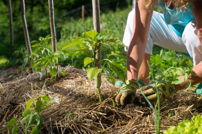 Couvrir les jeunes plants avec de la paille pour contrôler les protéger