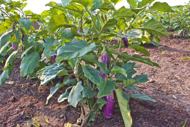 Cultiver des aubergines dans le jardin