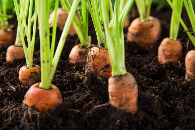 Cultiver des carottes