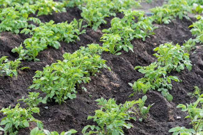 Cultiver des pommes de terre dans le jardin