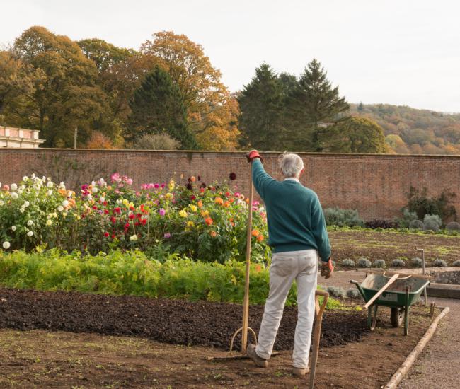 Cultiver et entretenir le Dahlia