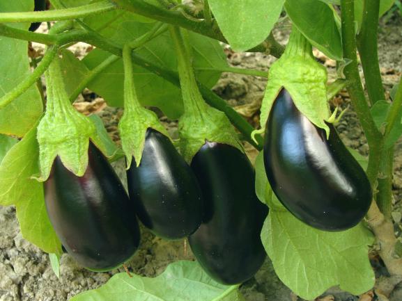 Cultiver ses propres aubergines