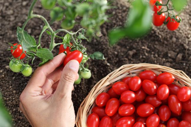 Cultiver la tomate dans le jardin