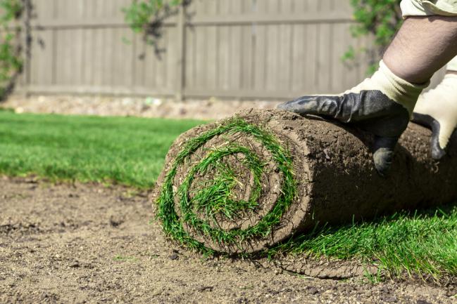 Dérouler un gazon pour une nouvelle pelouse en plaques