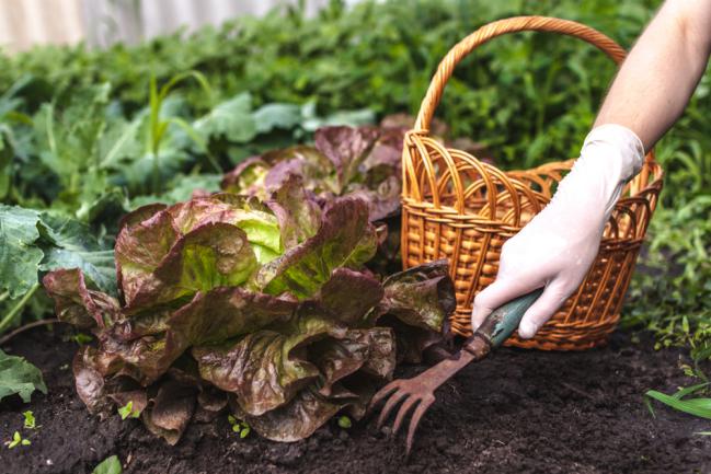 Désherber la salade dans le jardin