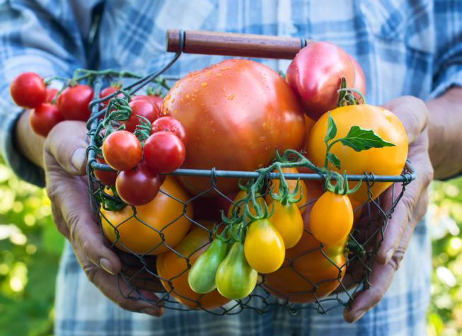 Différentes espèces de tomate récoltées