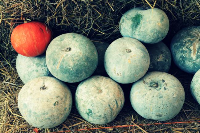 Empilement de courges vertes dans la pièce de stockage agricole