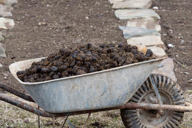 Engrais naturel pour pelouse écologique