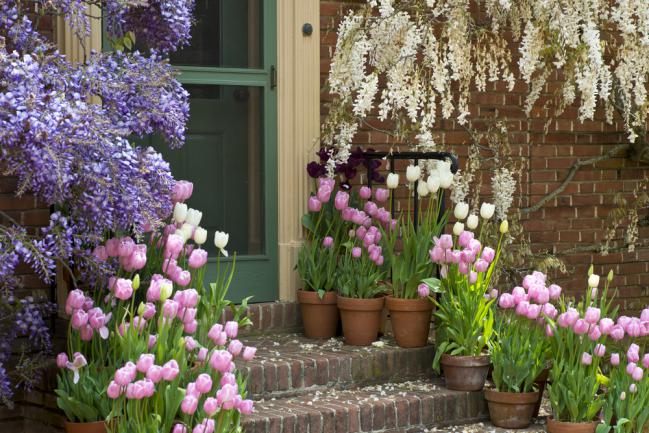 Entrée de maison ornée de glycine et de tulipes