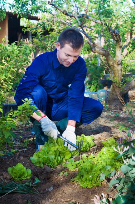 Entretenir la salade dans le jardin