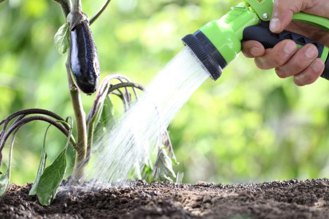 Entretien des aubergines dans le jardin