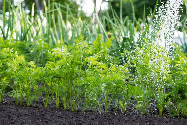 Entretien des carottes dans le jardin