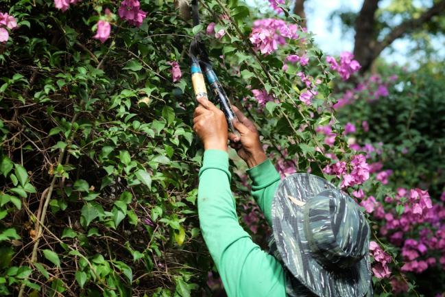 Entretien d'un bougainvillier