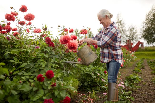 Entretien d'un jardin de dahlia