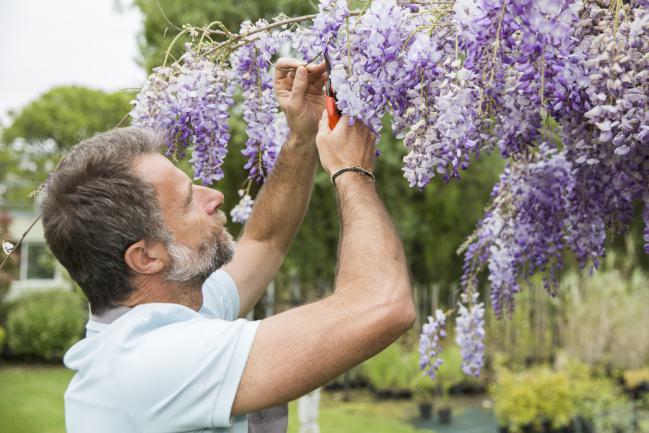 Entretien d'une glycine