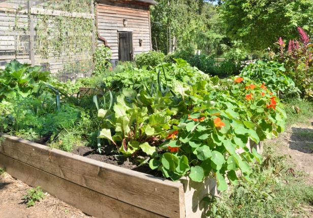 Exemple d'association de plantes dans un carre potager