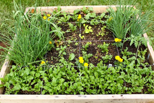 Exemple d'assolement pour un bac potager