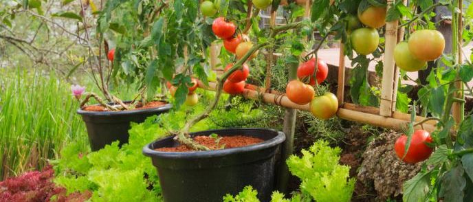 Exemple de micro-potager avec un espace optimise