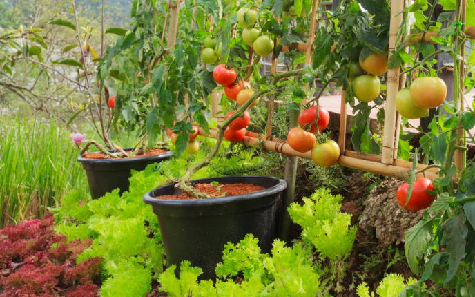 Exemple de micro-potager avec un espace optimisé