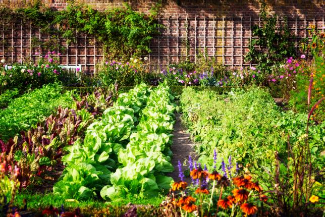 Exemple de petit potager bien aménagé