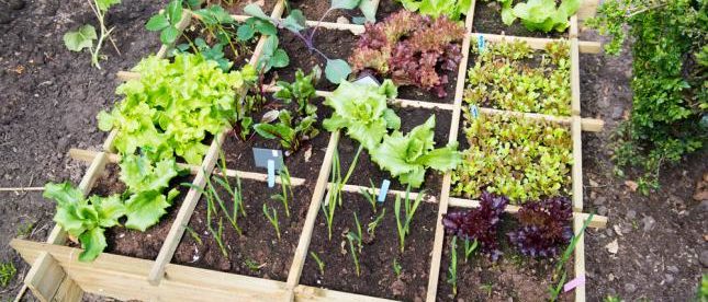 Exemple de potager fractionner pour gagner de la place et l'assolement