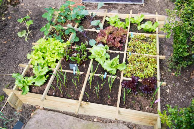 Exemple de potager fractionner pour gagner de la place et l'assolement