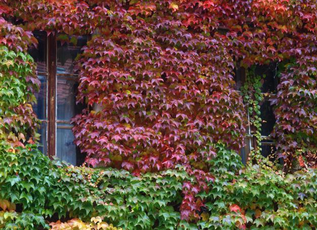 Facade couverte de vigne verte en automne